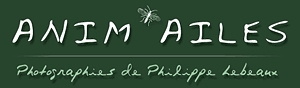 La bannière du site de Philippe Lebeaux
