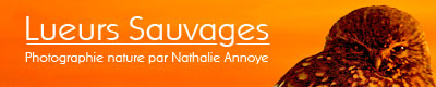 La bannière du site de Nathalie Annoye